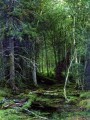 Backwoods 1872 klassische Landschaft Ivan Ivanovich Wald